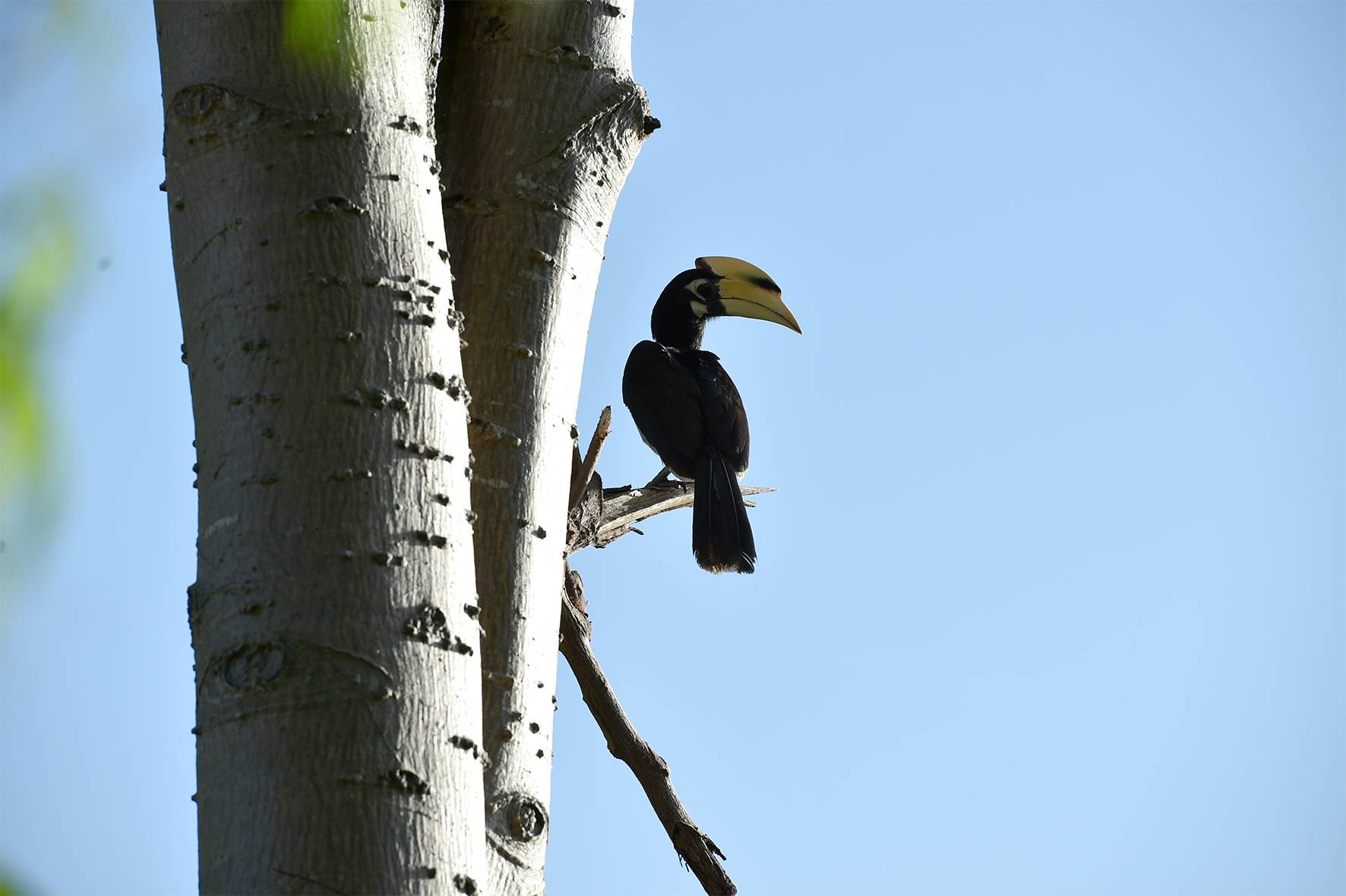 Birdwatching