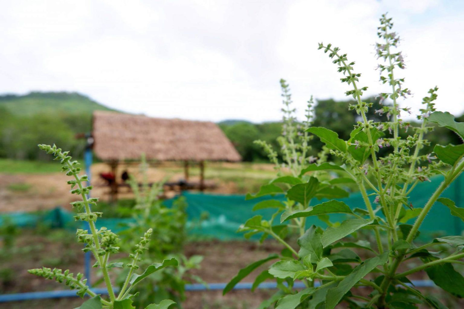 eco gardening