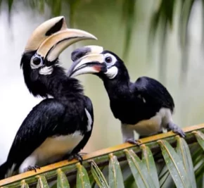 YAO NOI BIRD WATCHING