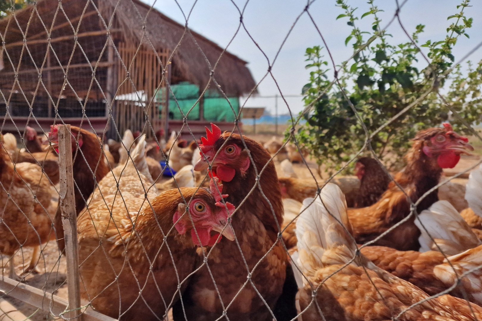 chicken